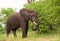 Elephant bull eating green leaves