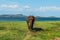 Elephant Bull with One Tusk at the Waterhole of Minneriya National Park in Sri Lanka