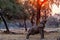 Elephant bull reaching for food at sunset in Mana Pools National Park