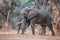 Elephant bull reaching for fruit and leaves in Mana Pools National Park