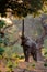 Elephant bull reaching for fruit and leaves in Mana Pools National Park