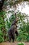 Elephant bull reaching for fruit and leaves in Mana Pools National Park