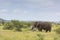 Elephant bull in savanna habitat, South Africa