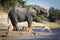 Elephant bull standing at the edge of Chobe River drinking water with three impala in Botswana