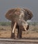 Elephant bull taking a shower