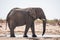 Elephant Bull at Tobiroen Waterhole in Etosha National  Park, Namibia