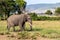 Elephant bull walking in the Masai Mara
