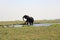 Elephant bull walking out of the Chobe river