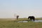 Elephant bulls exiting Chobe river