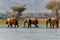 Elephant bulls walking in the Zambezi river in Mana Pools National Park