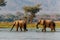 Elephant bulls walking in the Zambezi river in Mana Pools National Park