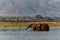 Elephant bulls walking in the Zambezi river in Mana Pools National Park