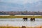 Elephant bulls walking in the Zambezi river in Mana Pools National Park in Zimbabwe