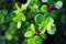 Elephant Bush, Miniature Jade, plant