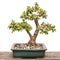 Elephant bush Portulacaria afra as bonsai tree