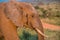 Elephant in the bush in South Africa