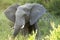 Elephant in bushland, Kruger National Park, South Africa