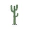 Elephant cactus, Mexican giant cardon isolated