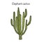 Elephant cactus Pachycereus pringlei , medicinal plant