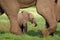 Elephant calf