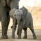 Elephant calf