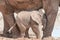 Elephant calf against mothers legs
