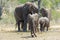 Elephant and calf approaching.