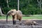 The elephant calf bathing in a dirt. Mud baths.