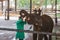 Elephant calf being fed with milk