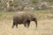 Elephant calf at Boteilierskop