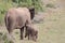 Elephant calf drinking on his mother