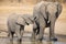 Elephant calf drinking water on dry and hot day