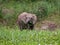 Elephant calf eating grass