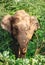 Elephant calf eating in jungle forest bushes in national nature park Udawalawe, Sri Lanka