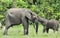 The elephant calf with elephant cow. African Forest Elephant, Loxodonta africana cyclotis.