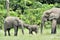 The elephant calf with elephant cow The African Forest Elephant, Loxodonta africana cyclotis. At the Dzanga saline (a forest cle