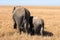 Elephant calf and Elephant mother walking through the bushveld