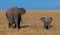 Elephant calf and Elephant mother walking through the bushveld