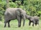 The elephant calf is fed with milk of an elephant cow The African Forest Elephant, Loxodonta africana cyclotis. At the Dzanga sali