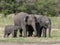 An elephant calf feeds from its mother at Minneriya National Park.