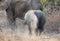 Elephant calf giving himself dirt bath with his mother in the background