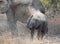 Elephant calf giving himself dirt bath with his mother in the background