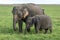 An elephant with a calf graze on the lush grass in Minneriya National Park.