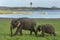 An elephant and calf graze next to the tank at Minneriya National Park in Sri Lanka.