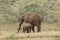 Elephant calf and mother at Boteilierskop
