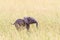 Elephant calf n the grass savanna