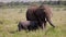 Elephant Calf Nursing While Mother is Grazing