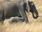 Elephant calf places its trunk on mum`s leg at masai mara