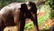 Elephant Calf Playing in the Mud