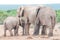 Elephant calf seeking affection from its mother